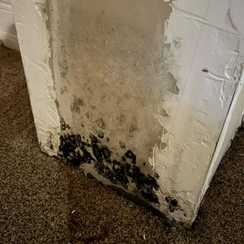 Professional Mold Removal in Rushmere, VA